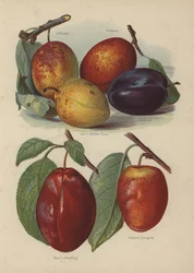 Jefferson, Victoria, Coes Goldener Tropfen, Diamant, Ponds Sämling, Herbstkompott